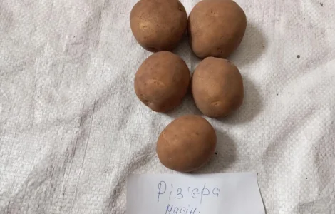 Продам картоплю насіннєву