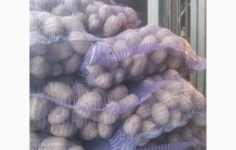 Товарну картоплю Люсінда