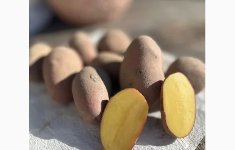 Продам картоплю