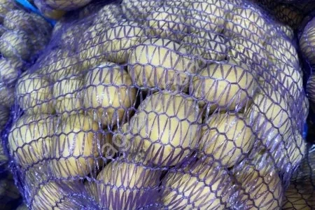 Насіннєва картопля Арізона оптом