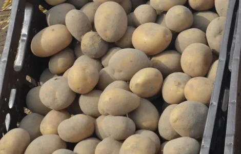 Картопля насіннєва Арізона оптом від 5 тонн