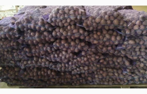 Продам картошку насиневу Белароссу