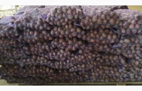 Продам картошку семенную Белароссу