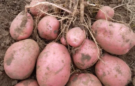 Семенной картофель Беллароза 1-2 репродукция