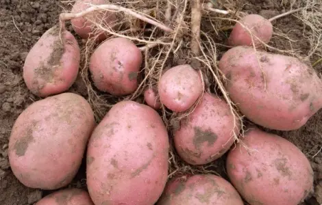 Семенной картофель Беллароза 1-2 репродукция