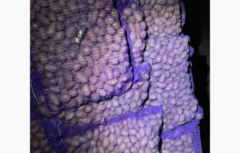 Насіннєва картопля Беллароза оптом