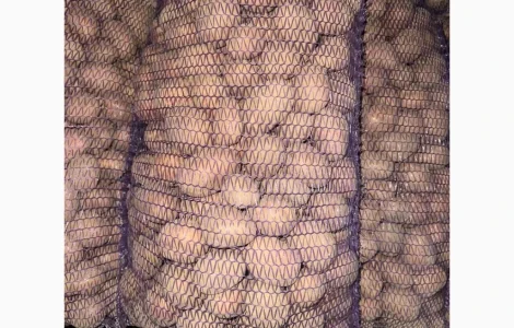 Картопля насіннєва Беллароза оптом від 5 тонн