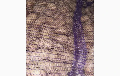 Продажа семенной картошки сорта Беллароза 1-2 репродукция