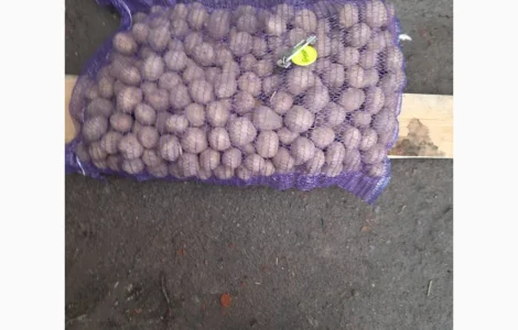 Рів’єра насіннєва картопля 1-2 репродукція