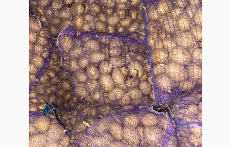 Продам насіннєву картоплю