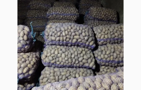 Продам насінневу картоплю сорт королева Анна