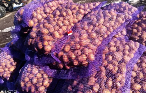 Посадковий картопля сорт Колумба Аризона