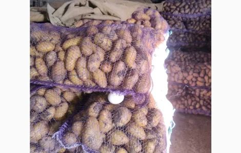 Продам товарну картоплю