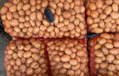 Продам насіннєву картоплю