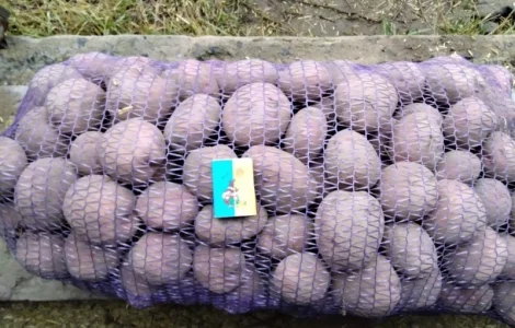 Продам картоплю сорту Журавінка 8