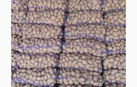 Продаєм домашню картоплю