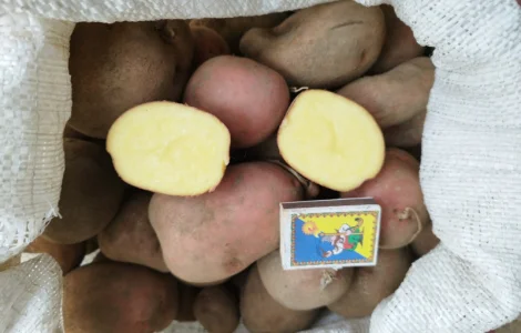 Продаю картоплю велику