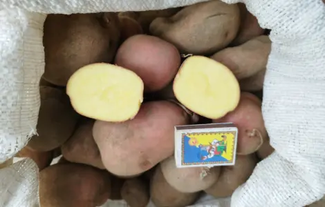 Продаю картофель крупный
