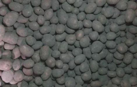 Продам картоплю сорту Бела Роса