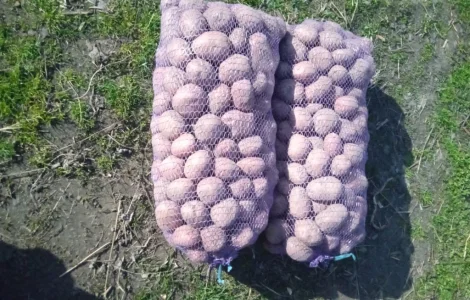 Продается картофель сорта Бела Роса