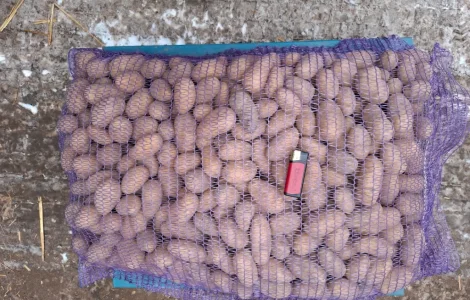 Продам семенной картофель отличного качества сорт Ривьера