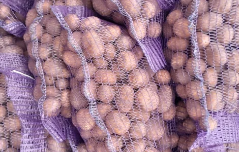 Продам картоплю насінневу