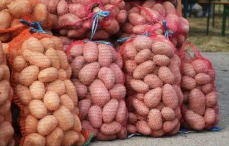 Продам товарну картоплю (велика)