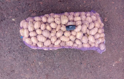 Продам нассінневу картоплю сорту прада