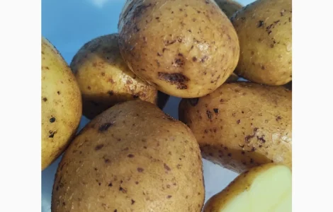 Продам семенной картофель Винета