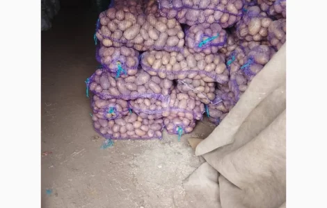 Продам картоплю товарну і посадкову