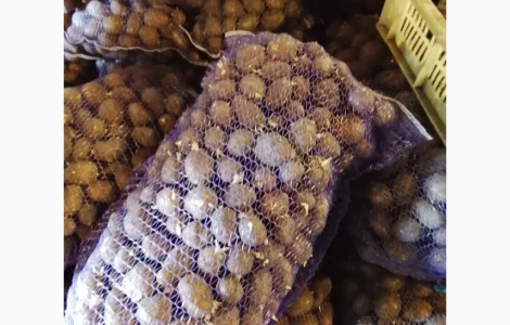 Продается посадочный картофель сорта Белла Росса