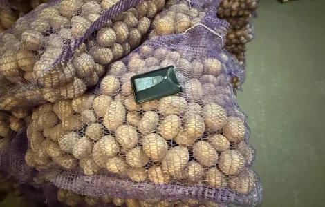 Продам насінневу картоплю Констанс