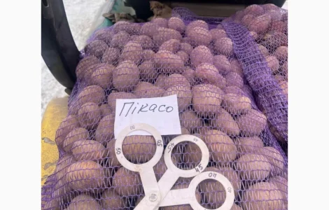 Продам насіннєву картоплю сорту Пікасо. Крупний опт від 10 тонн. 2 репродукція