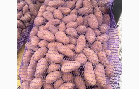 Продам оптом картоплю Гранада (Granada) від 20 тонн - Товарна