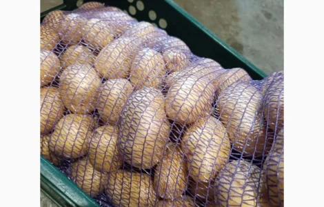 Продам товарну миту картоплю оптом від 20 тонн