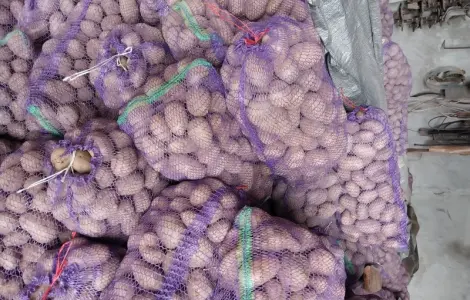 Продам картофель 20 тонн
