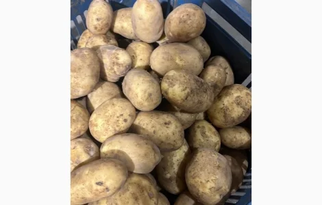 Продам картоплю найвищої якості і тривалого зберігання. Опт.З ПДВ