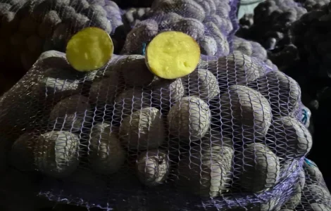 Продаётся товарная картошка Балтик Роуз и Беллароза