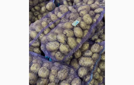 Продаємо картоплю другого врожаю
