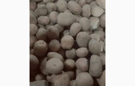 Продам картоплю посівну сорту Беллароса