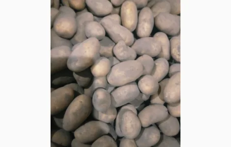 Продам картоплю посівну сорту Гранада