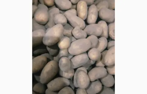 Продам картофель посадочный сорта Гранада