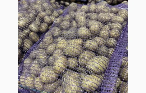 Гала картопля фракція 5-7 ГОТІВКА