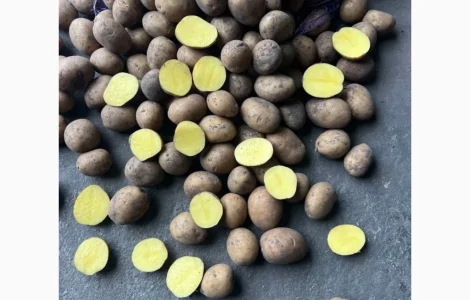 Пропонуємо картоплю високих репродукцій 1р. 2р