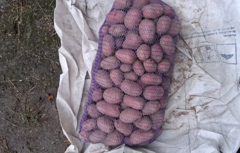 Свежая картошка Ред Соня на продажу