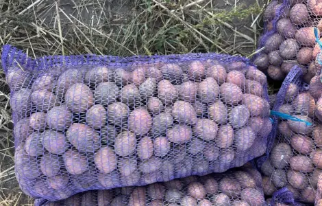 Продам посадочную картошку