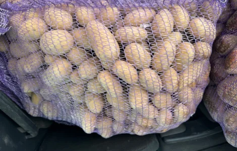 ПРОДАМ картофель посадочный