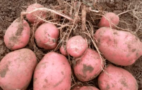 Продам картоплю "МЕЛОДІ"