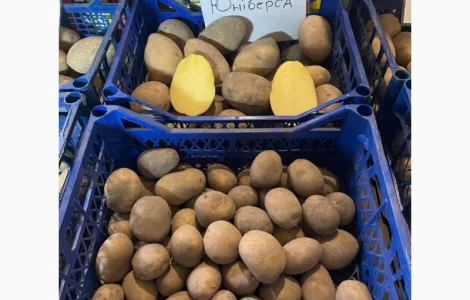 Продается семенной картофель 1 репродукции сорта Мікадо, Сорая