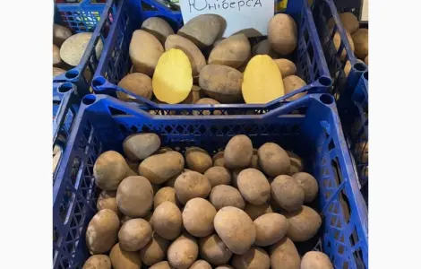 Продам Насінєву картоплю 1 Репродукції Мікадо. Сорая